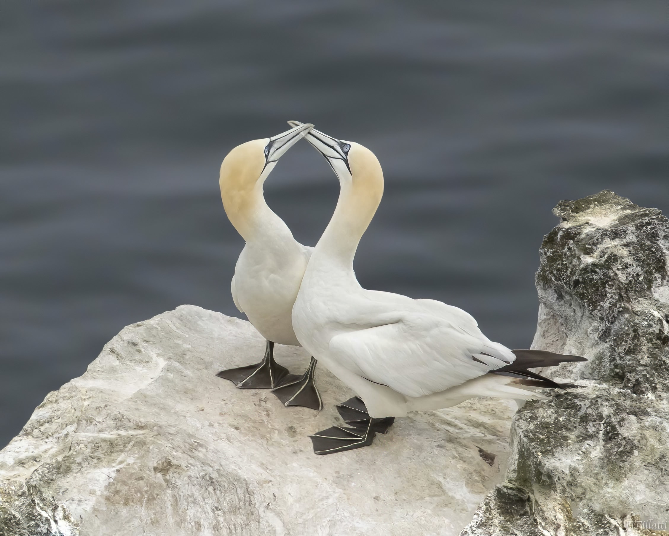 bird of iceland image 13